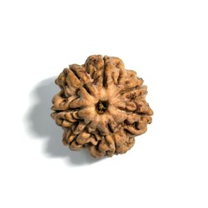 7 Mukhi Nepali Rudraksha