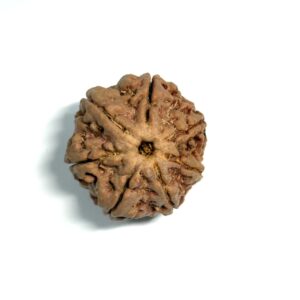 7 Mukhi Nepali Rudraksha