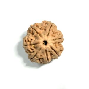 7 Mukhi Nepali Rudraksha