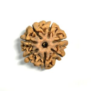 7 Mukhi Nepali Rudraksha
