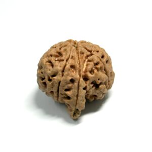 7 Mukhi Ganesha Nepali Rudraksha