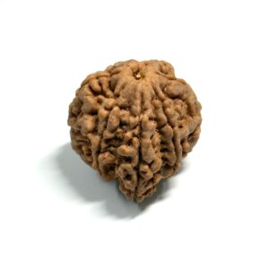 7 Mukhi Ganesha Antique Nepali Rudraksha