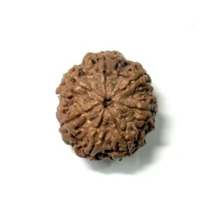 7 Mukhi Nepali Rudraksha