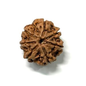 7 Mukhi Nepali Rudraksha