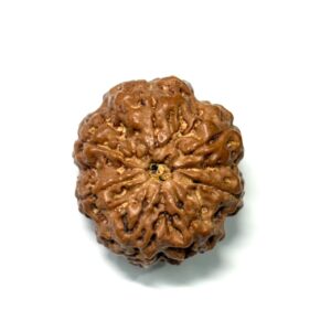 7 Mukhi Nepali Rudraksha