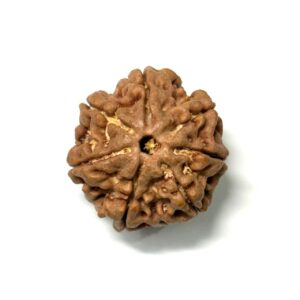 7 Mukhi Nepali Rudraksha