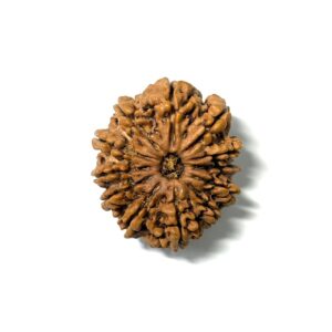 12 Mukhi Nepali Rudraksha