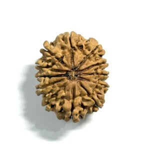 12-mukhi-nepali-rudraksha-4