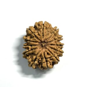 12 Mukhi Nepali Rudraksha