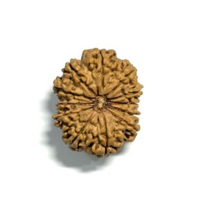 12 Mukhi Nepali Rudraksha