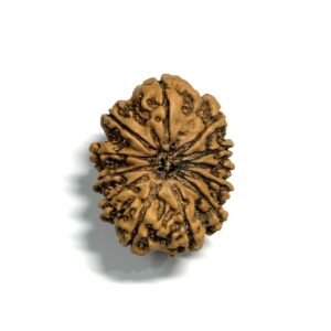 12 Mukhi Nepali Rudraksha