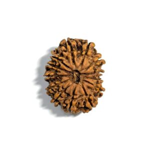 13 Mukhi Nepali Rudraksha