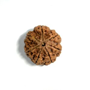 7 Mukhi Full Seeds Nepali Rudraksha