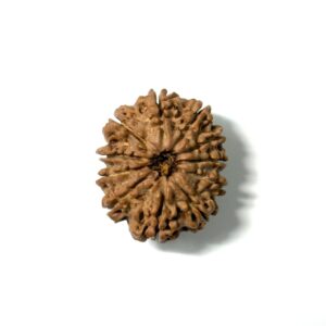 11 Mukhi Nepali Rudraksha