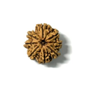 8 Mukhi Full Seeds Nepali Rudraksha