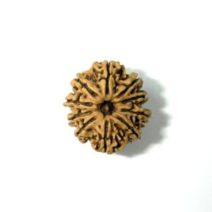 10 Mukhi Nepali Rudraksha