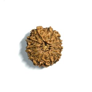 10 Mukhi Nepali Rudraksha