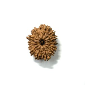 13 Mukhi Nepali Rudraksha