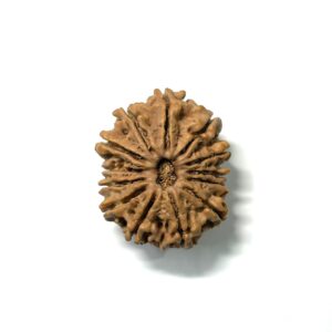 13 Mukhi Nepali Rudraksha