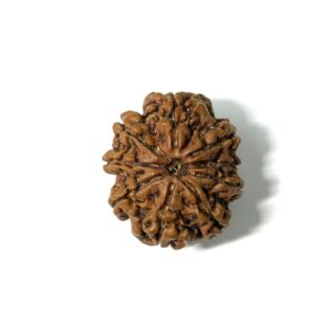 9 Mukhi Nepali Rudraksha