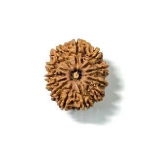 12 Mukhi Nepali Rudraksha