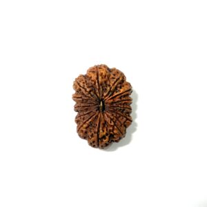 13 Mukhi Antique Full Seeds Nepali Rudraksha