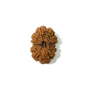 13 Mukhi Antique Nepali Rudraksha