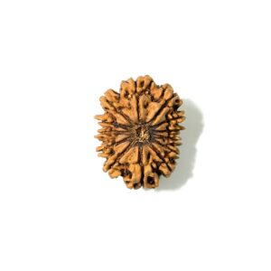 13 Mukhi Antique Nepali Rudraksha