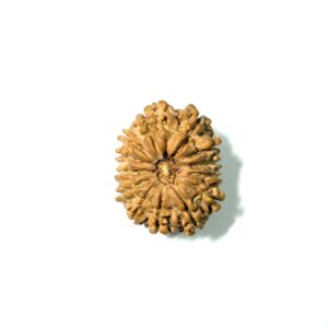13 Mukhi Nepali Rudraksha