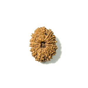 13 Mukhi Nepali Rudraksha
