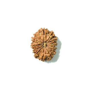 13 Mukhi Nepali Rudraksha