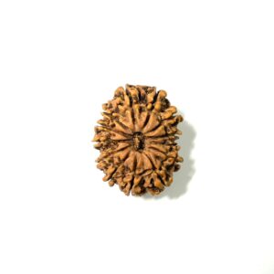 13 Mukhi Nepali Rudraksha