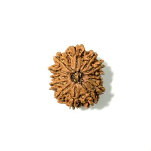 13 Mukhi Collector Nepali Rudraksha
