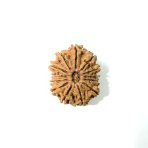 13 Mukhi Nepali Rudraksha