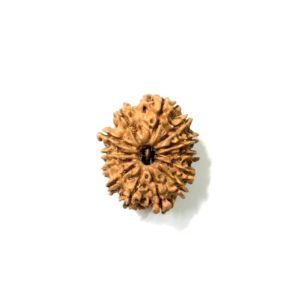 13-mukhi-nepali-rudraksha-3