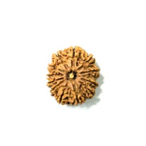 12-mukhi-nepali-rudraksha-6
