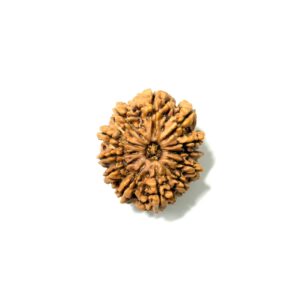 12-mukhi-nepali-rudraksha-2