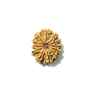 12 Mukhi Nepali Rudraksha