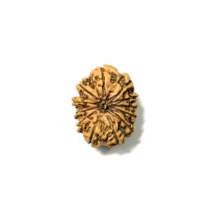 12-mukhi-nepali-rudraksha-3