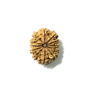 12-mukhi-nepali-rudraksha-4