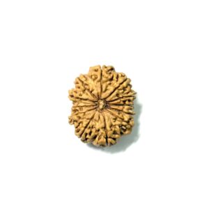12-mukhi-nepali-rudraksha-5