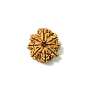 8-mukhi-full-seeds-nepali-rudraksha