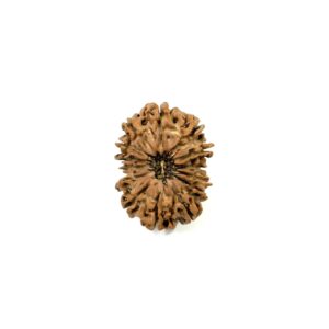 14-mukhi-nepali-rudraksha
