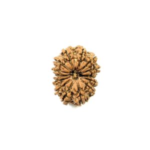 14-mukhi-nepali-rudraksha-copy