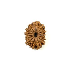 14-mukhi-nepali-rudraksha-2