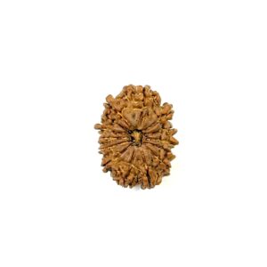 14-mukhi-nepali-rudraksha-3