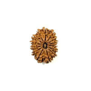14-mukhi-nepali-rudraksha-4