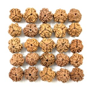 3-mukhi-nepali-rudraksha