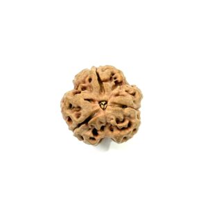 3-mukhi-nepali-full-seed-rudraksha-2