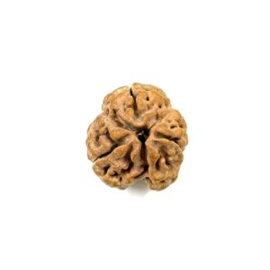 3-mukhi-nepali-rudraksha-2